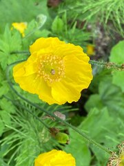 Papaver cambricum