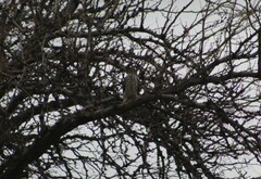 Accipiter cooperii