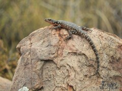 Karusasaurus polyzonus