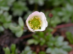 Ranunculus glacialis
