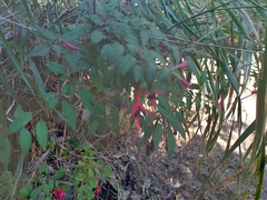 Fuchsia magellanica