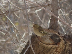Fringilla coelebs