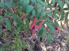 Fuchsia magellanica