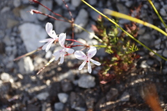 Pelargonium divisifolium