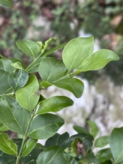 Psydrax obovata elliptica