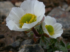 Ranunculus glacialis