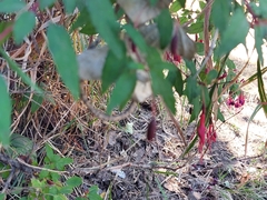 Fuchsia magellanica