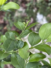 Psydrax obovata elliptica