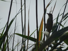 Acrocephalus arundinaceus