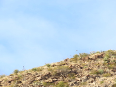 Falco sparverius