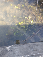 Hydrocotyle ranunculoides