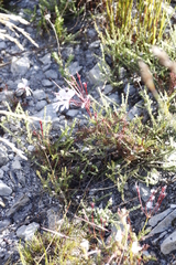 Pelargonium divisifolium