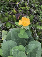 Allowissadula holosericea