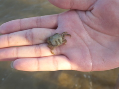 Hemigrapsus sanguineus