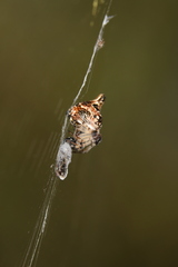 Cyclosa sierrae