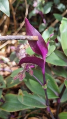 Tradescantia cerinthoides