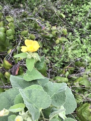 Allowissadula holosericea