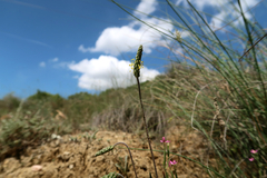 Schenkia spicata
