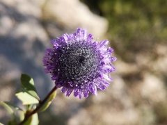 Globularia