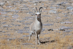 Procapra picticaudata