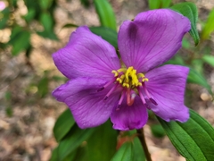 Melastoma malabathricum