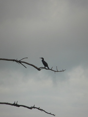 Phalacrocorax carbo sinensis