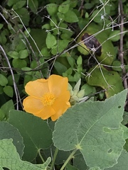 Allowissadula holosericea