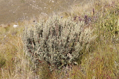 Grubbia tomentosa