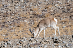 Procapra picticaudata