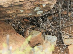 Pedioplanis lineoocellata