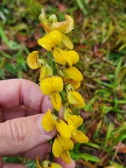 Crotalaria pallida