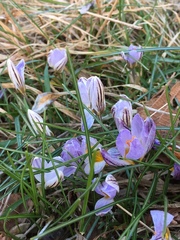 Crocus biflorus