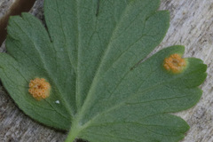Pucciniaceae