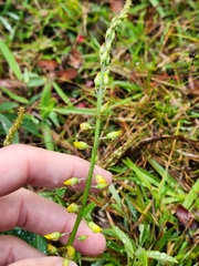 Crotalaria pallida