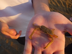 Macrophthalmus