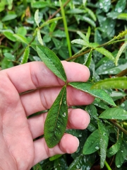 Crotalaria pallida