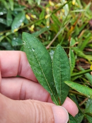 Crotalaria pallida