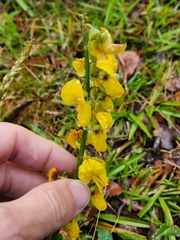 Crotalaria pallida