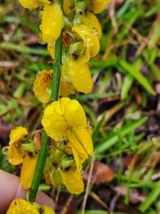 Crotalaria pallida