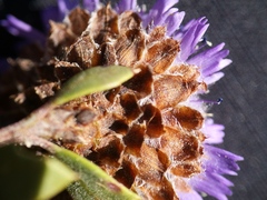 Globularia
