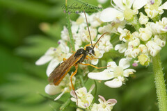 Tryphoninae