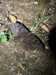 Erebus walkeri