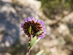 Globularia