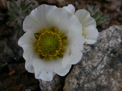 Ranunculus glacialis
