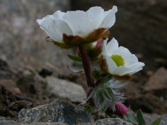 Ranunculus glacialis