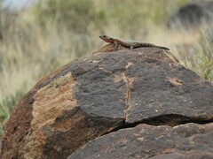 Karusasaurus polyzonus