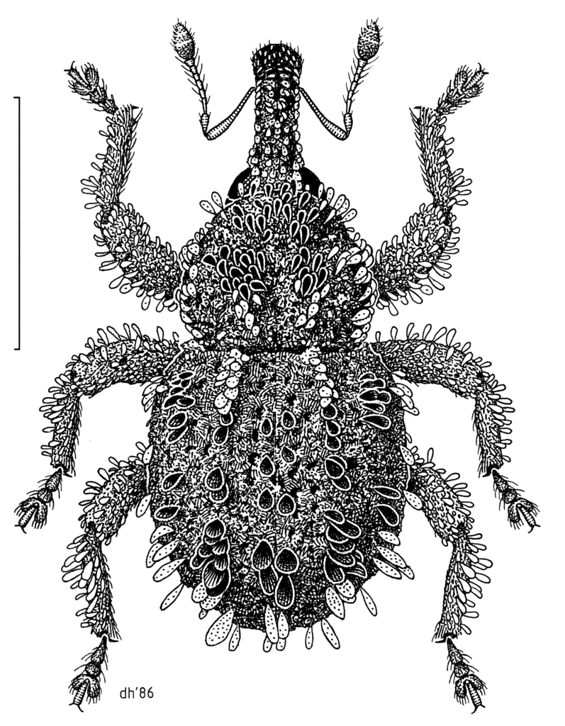 Andracalles spurcus