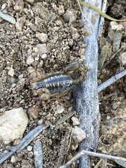 Superstitionia donensis