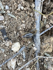 Superstitionia donensis