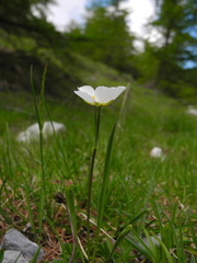 Ranunculus kuepferi